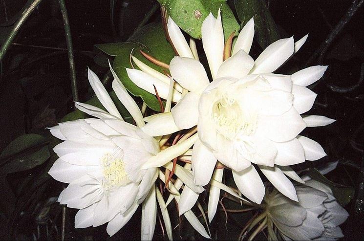 Incantevoli fiori di Cereus