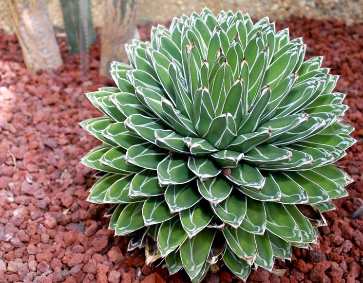 Agave