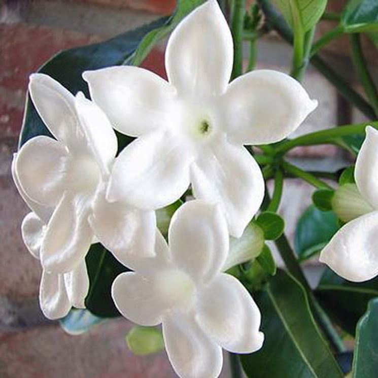 Fiori stephanotis