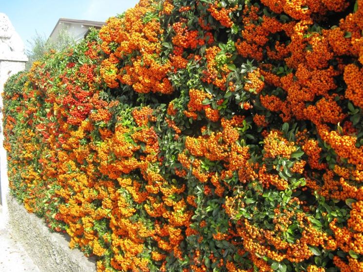 Un esempio di siepe formata da piante di pyracantha con bacche colorate