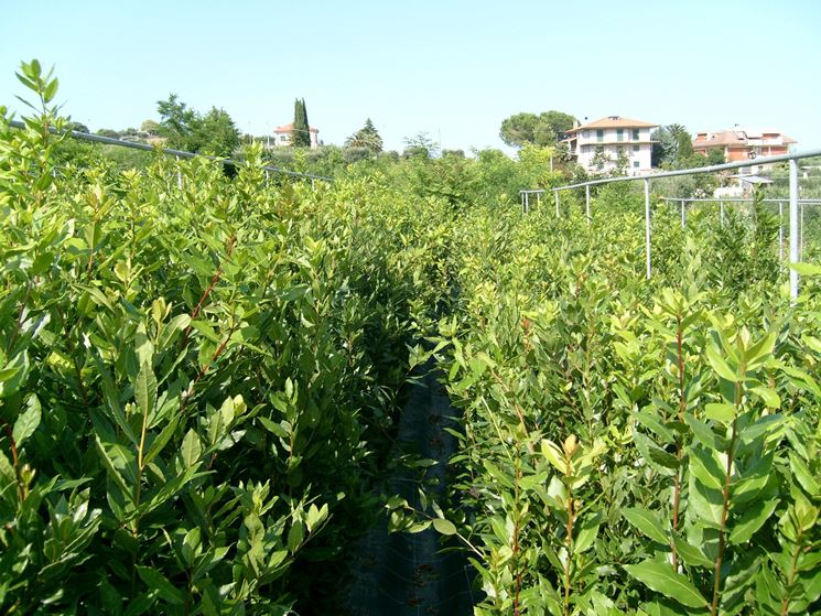 Piante di Laurus nobilis