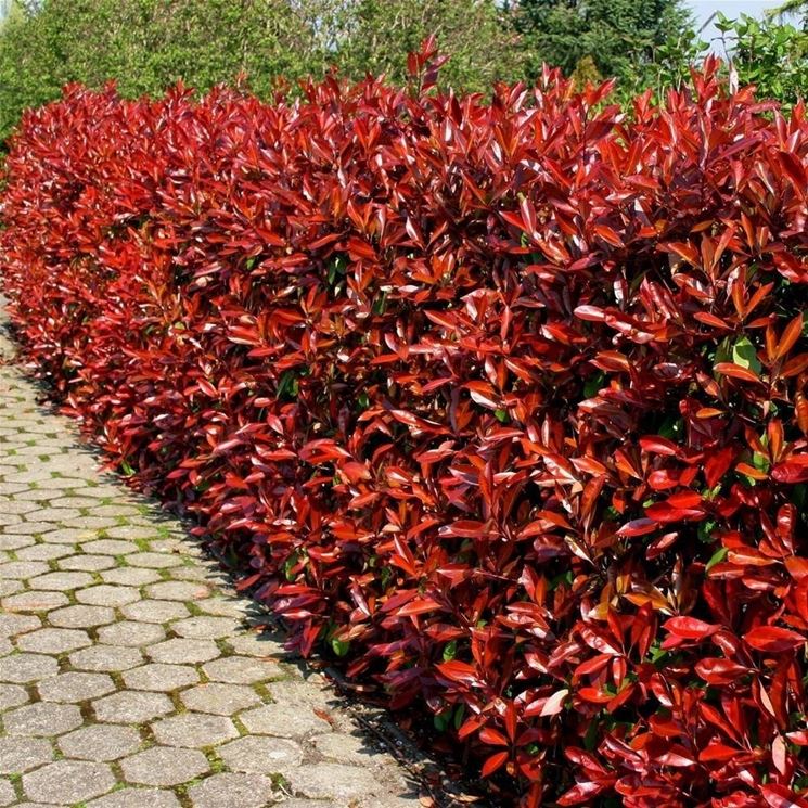 Siepe di Photinia con molte foglie rosse