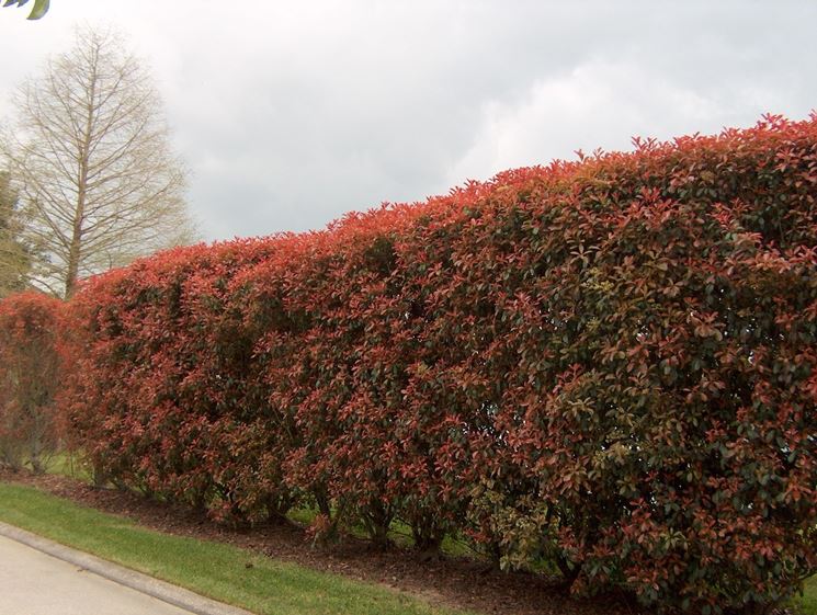 Siepe rossa di photinia