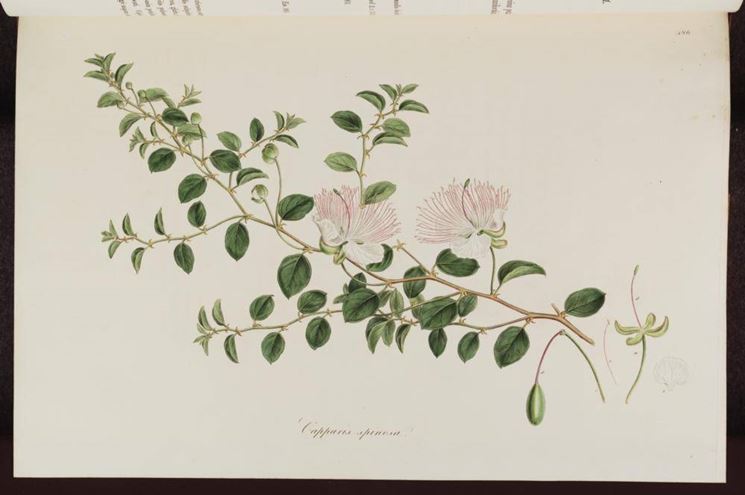 Disegno botanico di capparis spinosa