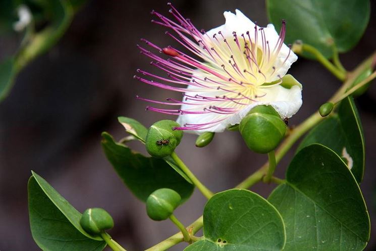 Un fiore di cappero schiuso