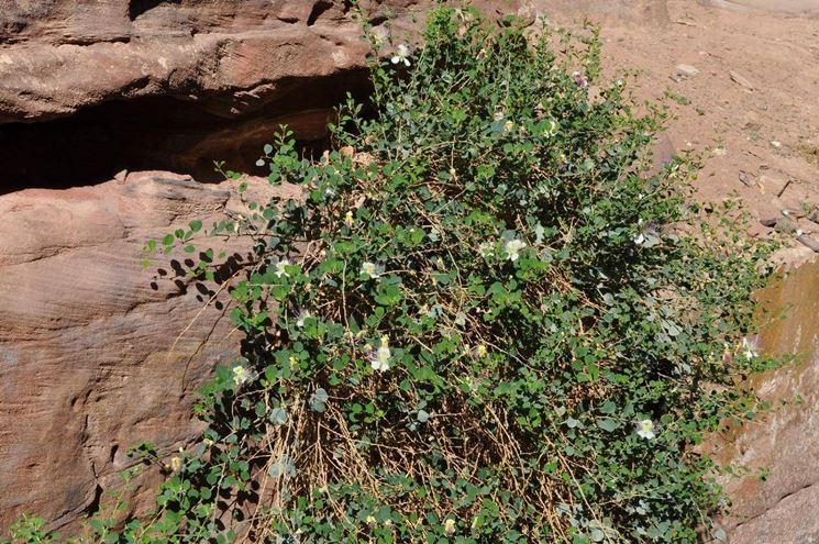 Pianta di cappero in un muro