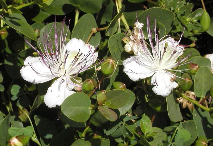 Fiore di cappero