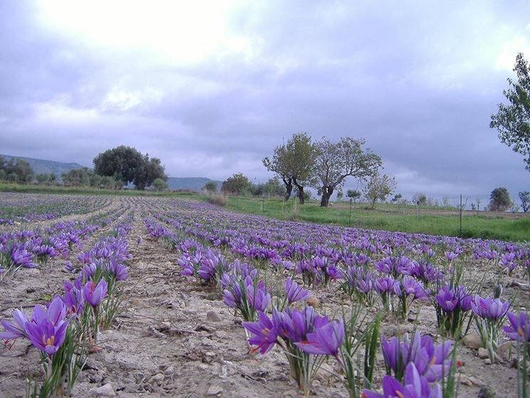 Piantagione di zafferano