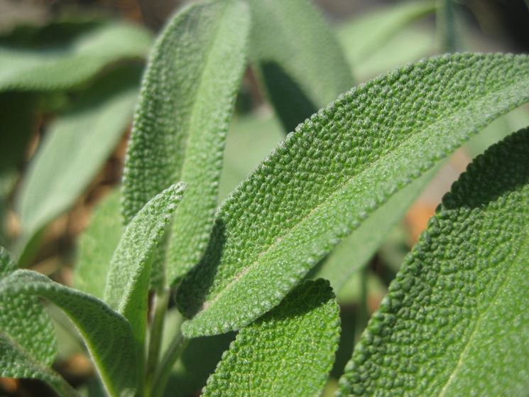 Foglie di salvia officinalis