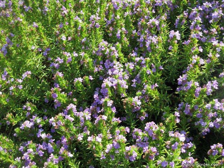 Santoreggia Aromatiche Erba Santreggia