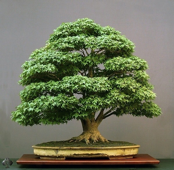 Pianta Bonsai Attrezzi E Vasi Per Bonsai Caratteristiche Dei Bonsai