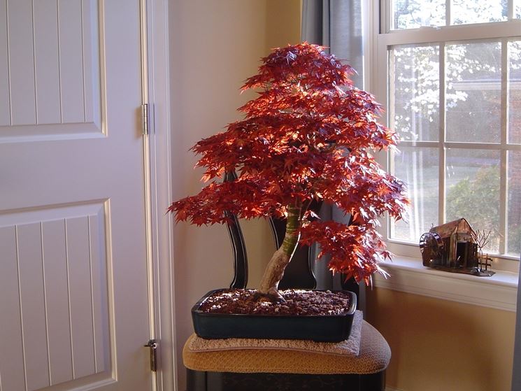 Bonsai acero rosso