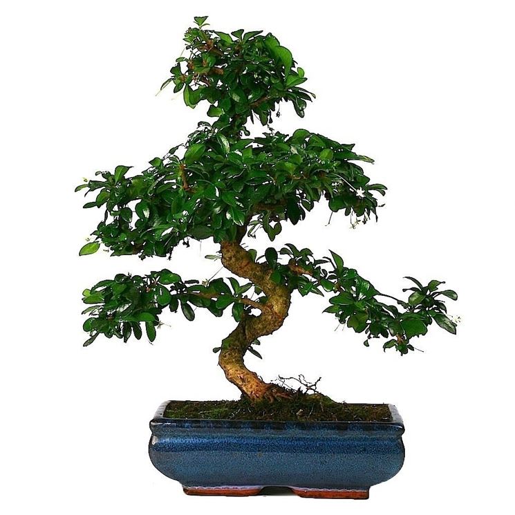 Bonsai Carmona pienamente sviluppato