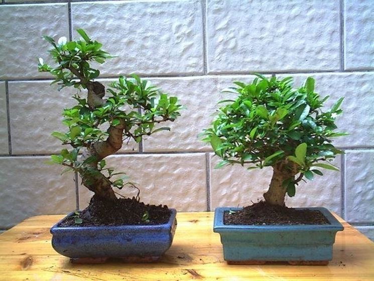 Un esemplare di Bonsai carmona