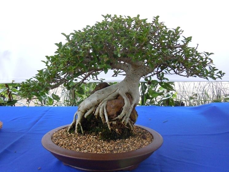 ficus bonsai in un vaso