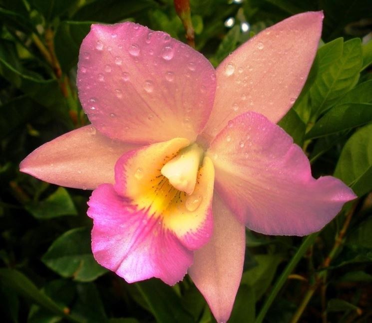 Fiore Cattleya