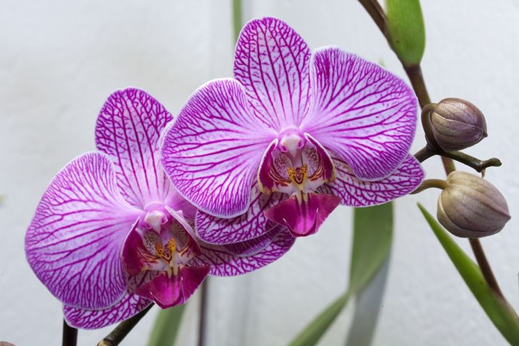 fiori orchidea