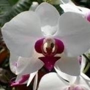 keiki orchidee