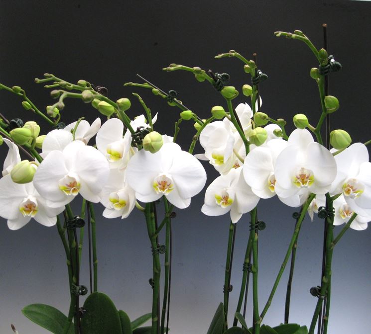 phalaenopsis bianche