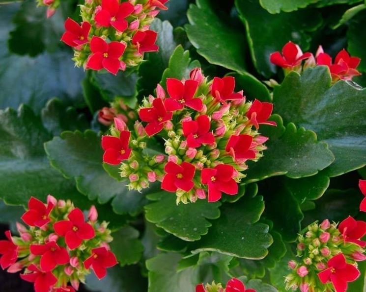 Fiori di Kalanchoe