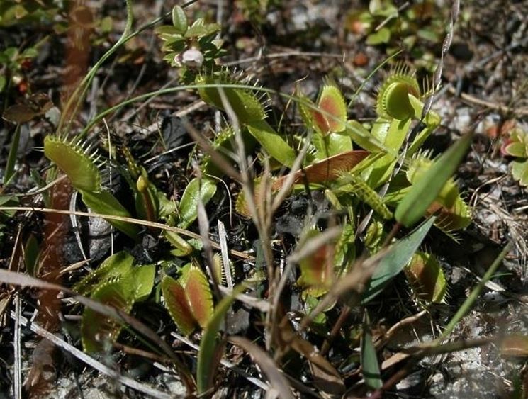 dionea in natura