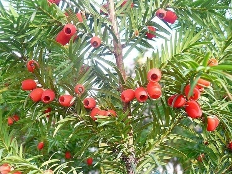 Tasso (Taxus baccata)