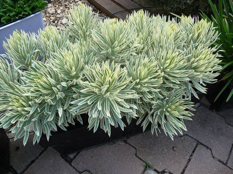 Esemplare di Euphorbia